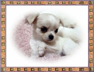 ロングコートチワワ　ブリーダー　子犬販売の専門店　AngelWan　横浜　湘南　日本全国