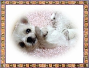 ロングコートチワワ　ブリーダー　子犬販売の専門店　AngelWan　横浜　ペットショップ　小ぶり