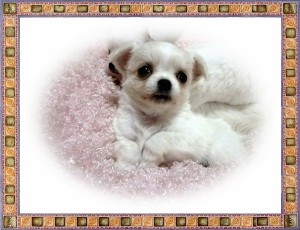 ロングコートチワワ　ブリーダー　子犬販売の専門店　AngelWan　ペットショップ　インターネット