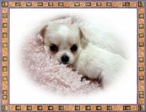 ロングコートチワワ　ブリーダー　子犬販売の専門店　AngelWan　横浜　メキシコ　世界最小