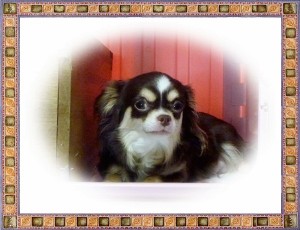 チワワ　ブリーダー　子犬販売の専門店　AngelWan　横浜　交配　ペットショップ