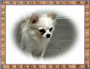 ロングコートチワワ　ブリーダー　子犬販売の専門店　AngelWan　横浜