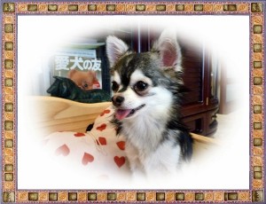 チワワ　ブリーダー　子犬販売の専門店　AngelWan　横浜　レアカラー　小ぶり