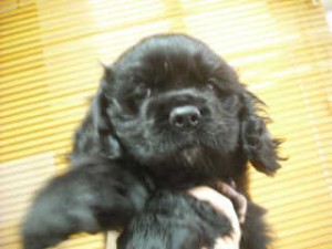 アメリカンコッカースパニエル　ブリーダー　子犬販売の専門店　AngelWan　神奈川県
