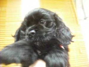 アメリカンコッカースパニエル  　ブリーダー　子犬販売の専門店　AngelWan　全国発送可