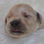 ゴールデンドゥードルの子犬 クリーム ゴールデンドゥードル 子犬販売の専門店 AngelWan 神奈川 東京 静岡 長野 山梨