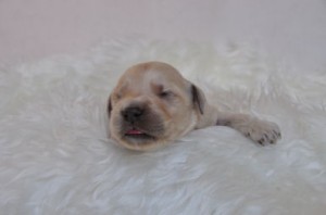 ゴールデンドゥードル MIX プードル ゴールデンドゥードル 子犬販売の専門店 AngelWan ミックス犬 F1 DNAクリア