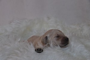 ゴールデンドゥードル こいぬ アレルギー対策 ゴールデンドゥードル 子犬販売の専門店 AngelWan 小ぶり ドワーフ 使役犬 活躍