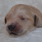 ゴールデンドゥードルの子犬 クリーム ゴールデンドゥードル ブリーダー 子犬販売の専門店 AngelWan 横浜