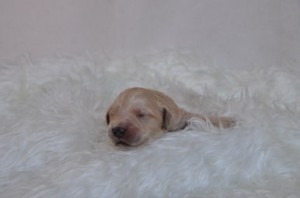 ゴールデンドゥードル 人気 ミックス ゴールデンドゥードル ブリーダー 子犬販売の専門店 AngelWan 東京 千葉 埼玉 神奈川