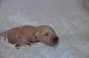 ゴールデンドゥードル ブリーダー 子犬直販 ゴールデンドゥードル ブリーダー 子犬販売の専門店 AngelWan 全国対応 使役犬