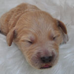 ゴールデンドゥードルの子犬 ミルクティー ゴールデンドゥードル ブリーダー 子犬販売の専門店 AngelWan 横浜