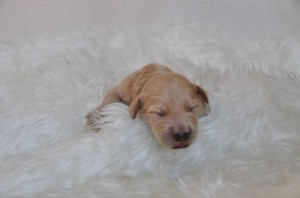 ゴールデンドゥードル 小ぶり 抜け毛少ない ゴールデンドゥードル ブリーダー 子犬販売の専門店 AngelWan アレルギー対策