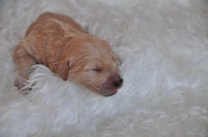 ゴールデンドゥードル ペット 使役犬 ゴールデンドゥードル ブリーダー 子犬販売の専門店 AngelWan 室内犬 空輸 全国