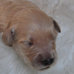 ゴールデンドゥードルの子犬 クリーム ゴールデンドゥードル ブリーダー 子犬販売の専門店 AngelWan 横浜