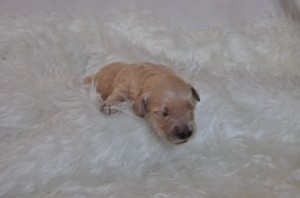 ゴールデンドゥードル 大人気 小ぶり ゴールデンドゥードル ブリーダー 子犬販売の専門店 AngelWan ミックス 雑種 ハーフ