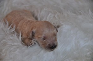 ゴールデンドゥードル こいぬ F1犬 ゴールデンドゥードル ブリーダー 子犬販売の専門店 AngelWan ドワーフタイプ 小ぶり