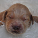 ゴールデンドゥードル　ブリーダー　子犬販売の専門店　AngelWan　横浜