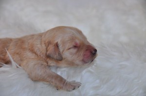 ゴールデンドゥードル　ブリーダー　子犬販売の専門店　AngelWan　見学可能　小ぶり