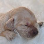 ゴールデンドゥードル　ブリーダー　子犬販売の専門店　AngelWan　ペット通販　雑種