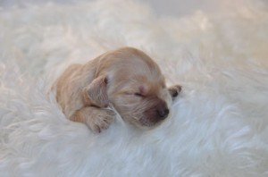 ゴールデンドゥードル　ブリーダー　子犬販売の専門店　AngelWan　DNA遺伝子検査クリア