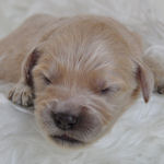 ゴールデンドゥードル　ブリーダー　子犬販売の専門店　AngelWan　横浜