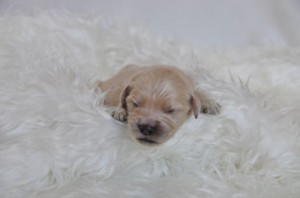 ゴールデンドゥードル　ブリーダー　子犬販売の専門店　AngelWan　東京　神奈川　お届け