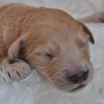 ゴールデンドゥードルの子犬 アプリコット ゴールデンドゥードル ブリーダー 子犬販売の専門店 AngelWan 横浜