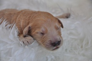 ゴールデンドゥードル ブリーダー 子犬出産情報 ゴールデンドゥードル ブリーダー 子犬販売の専門店 AngelWan 横浜市 戸塚区 泉区