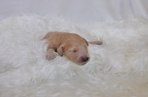 ゴールデンドゥードル ミックス犬 遺伝子検査クリア ゴールデンドゥードル ブリーダー 子犬販売の専門店 AngelWan 東京都内 お届け