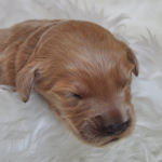 ゴールデンドゥードル　ブリーダー　子犬販売の専門店　AngelWan　横浜