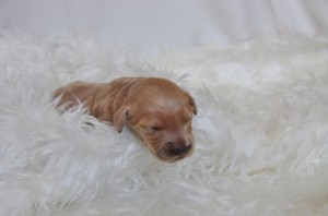 ゴールデンドゥードル　ブリーダー　子犬販売の専門店　AngelWan　志村どうぶつ園出演