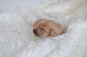 ゴールデンドゥードル　ブリーダー　子犬販売の専門店　AngelWan　全国　ANA空輸　見学