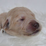 ゴールデンドゥードル　ブリーダー　子犬販売の専門店　AngelWan　横浜