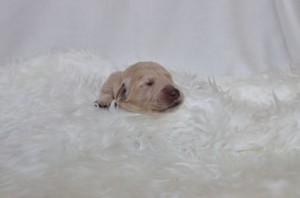 ゴールデンドゥードル　ブリーダー　子犬販売の専門店　AngelWan　TV出演　大人気