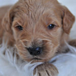 ゴールデンドゥードル　ブリーダー　子犬販売の専門店　AngelWan　横浜