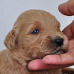 ゴールデンドゥードル　ブリーダー　子犬販売の専門店　AngelWan　横浜