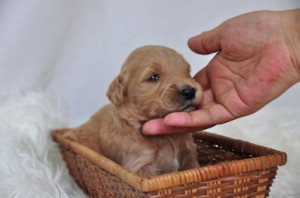 ゴールデンドゥードル　ブリーダー　子犬販売の専門店　AngelWan　MIX犬　ハーフ