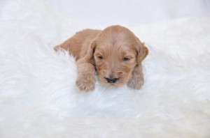 ゴールデンドゥードル　ブリーダー　子犬販売の専門店　AngelWan　使役犬　災害救助犬