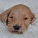 ゴールデンドゥードル　ブリーダー　子犬販売の専門店　AngelWan　横浜