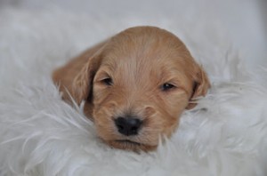 ゴールデンドゥードル　ブリーダー　子犬販売の専門店AngelWan　天才！志村どうぶつ園