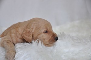 ゴールデンドゥードル　ブリーダー　子犬販売の専門店　AngelWan　横浜