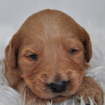 ゴールデンドゥードル　ブリーダー　子犬販売の専門店　AngelWan　横浜
