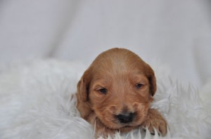 ゴールデンドゥードル　ブリーダー　子犬販売の専門店　AngelWan　横浜市戸塚区　泉区