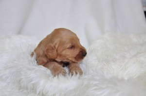 ゴールデンドゥードル　ブリーダー　子犬販売の専門店　AngelWan　全国対応可能