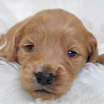 ゴールデンドゥードル　ブリーダー　子犬販売の専門店　AngelWan　横浜