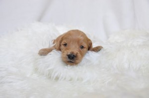 ゴールデンドゥードル　ブリーダー　子犬販売の専門店　AngelWan　東京都内　千葉県