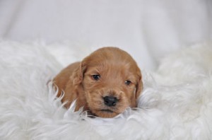 ゴールデンドゥードル　ブリーダー　子犬販売の専門店　AngelWan　ANA　JAL　カーゴ