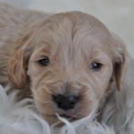 ゴールデンドゥードル　ブリーダー　子犬販売の専門店　AngelWan　横浜