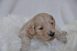 ゴールデンドゥードル　ブリーダー　子犬販売の専門店　AngelWan　TV人気　取材